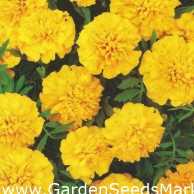 Calêndula francesa "Amuleto" - flores duplas amarelas - – Garden  Seeds Market | Frete grátis