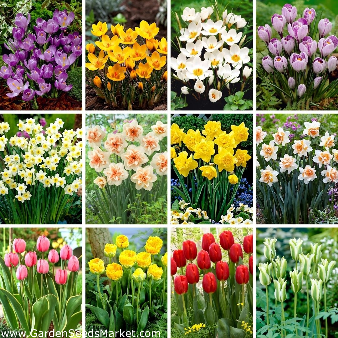 Set de dimensiuni XXL - 160 de bulbi de flori de primăvară, selecție a  celor mai frumoase 12 soiuri
