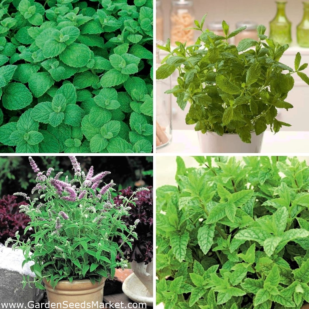 Mint seeds of 4 varieties Garden Seeds Market Free shipping