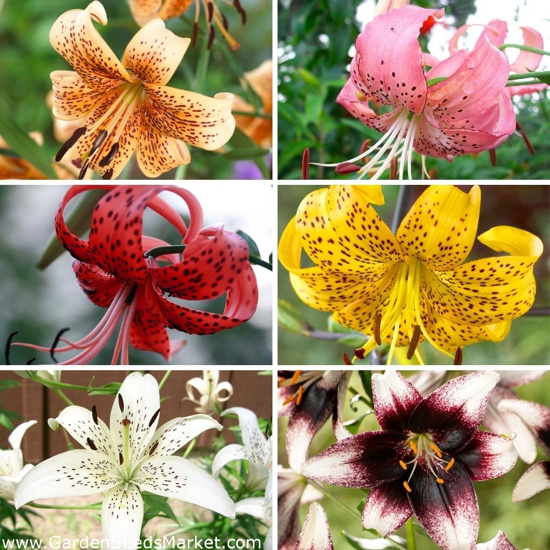 Conjunto mediano - 6 bulbos de lirios tigre, selección de las variedades  más hermosas. - – Garden Seeds Market | Envío gratis
