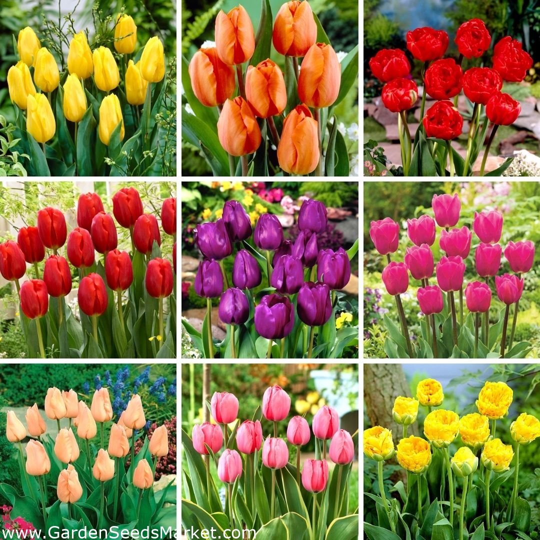 Ensemble taille L - 45 bulbes de tulipes, sélection des 9 plus belles  variétés - – Garden Seeds Market