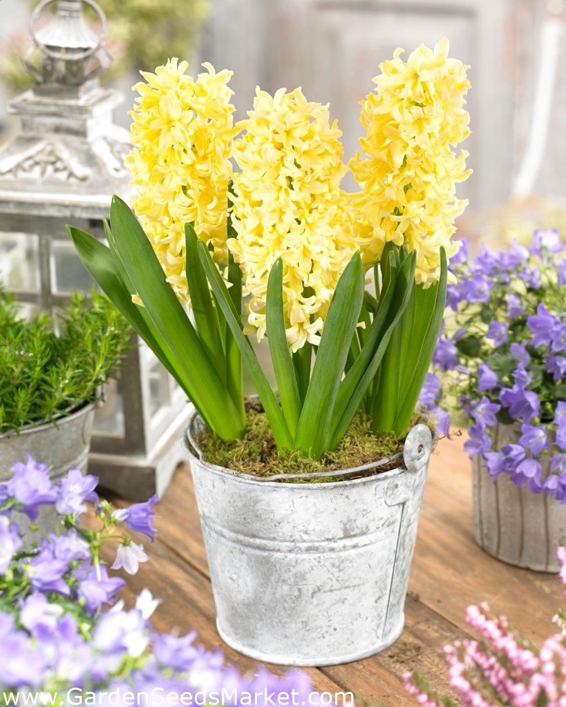 "Gipsy Princess" hyacinth op. 3 bulbs Garden Seeds Market Free