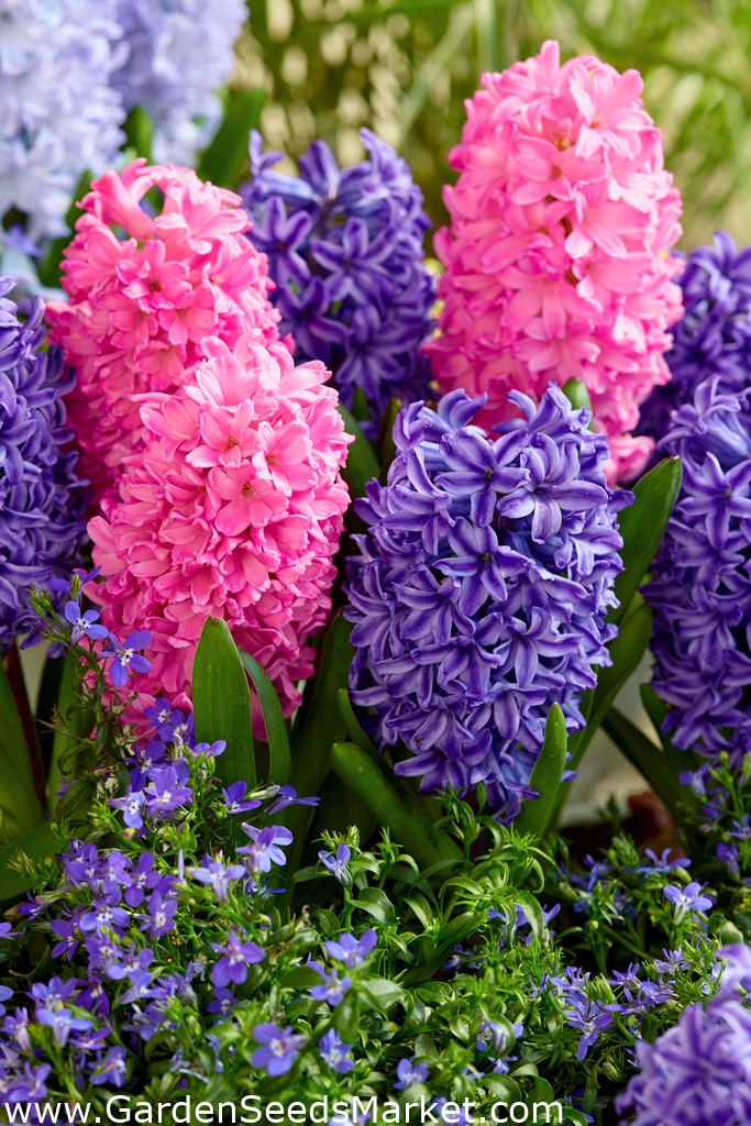 青とピンクのヒヤシンスセット 24個 Garden Seeds Market 送料無料