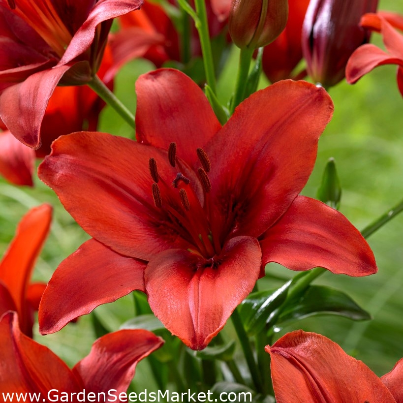 "Red Highland" Asiatic lily large package! 10 bulbs Garden Seeds