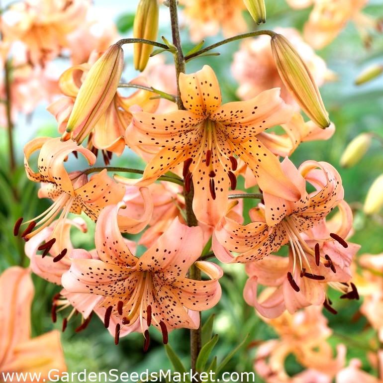 Pink Giant tiger lily XL pack 50 pcs Garden Seeds Market Free
