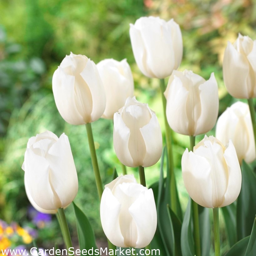 Tulipe "Blanche" - 50 bulbes - – Garden Seeds Market | Livraison  gratuite