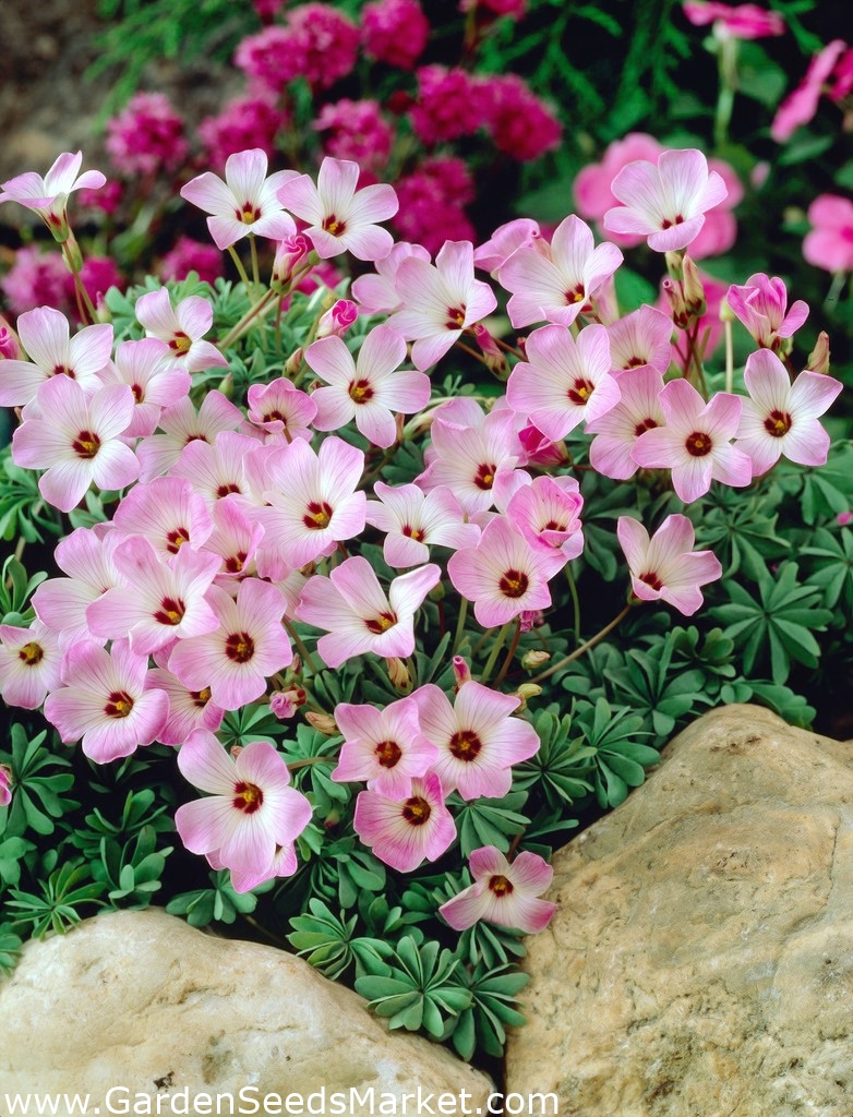 Оксалис Семена Купить В Спб