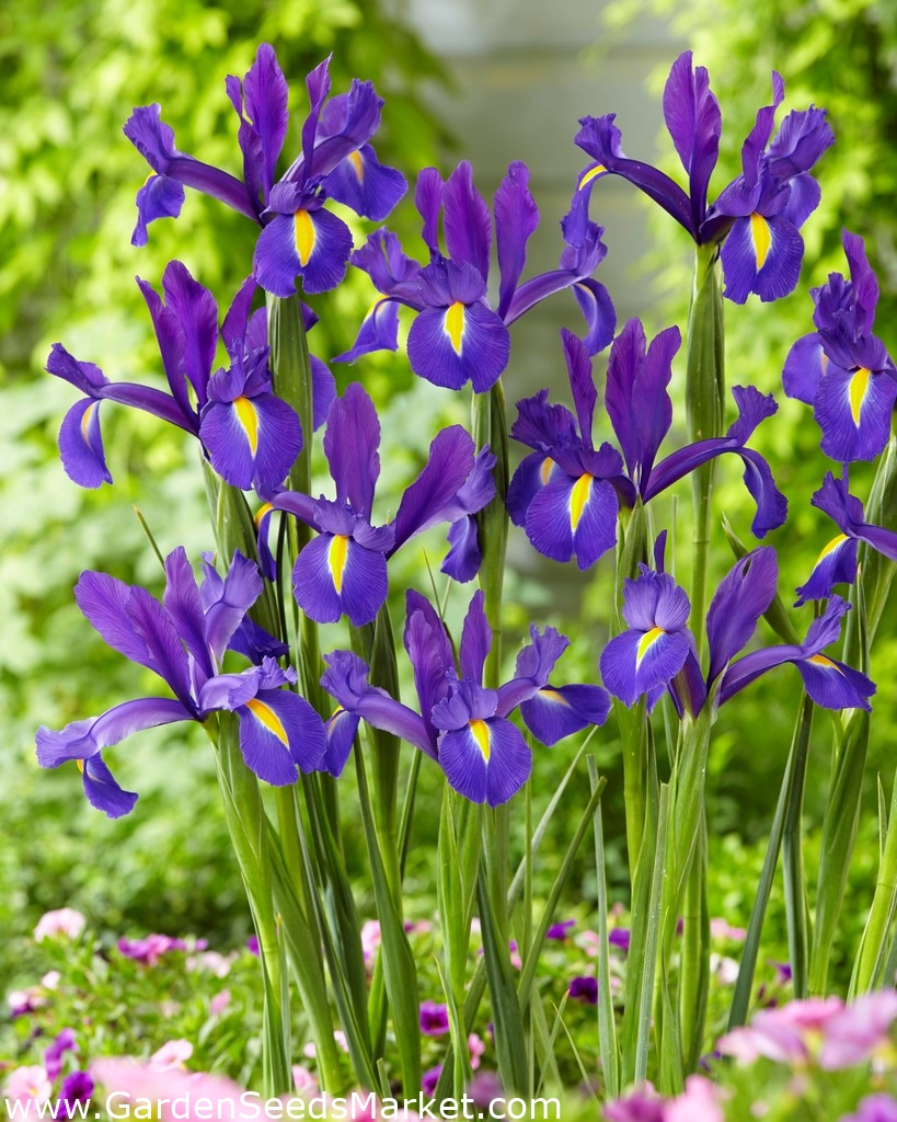 holandés "Discovery Purple" - 10 bulbos - – Garden Market | Envío