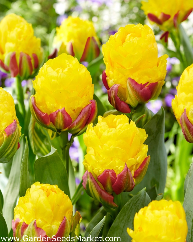 Pfingstrose Tulpe "Ice Cream Banana" 5 Knollen Garden Seeds Market
