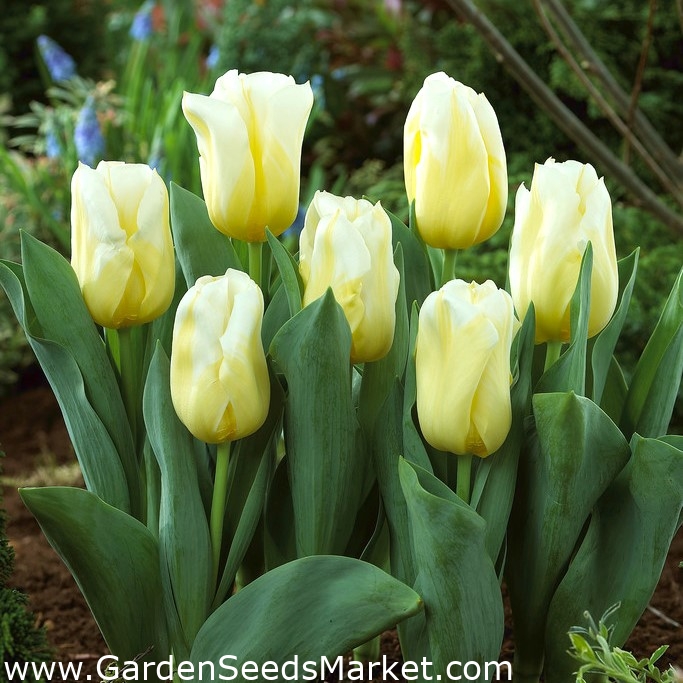 Calgary Flames" tulipan - stor pakke! - 50 pærer - – Garden Seeds Market |  Gratis fragt
