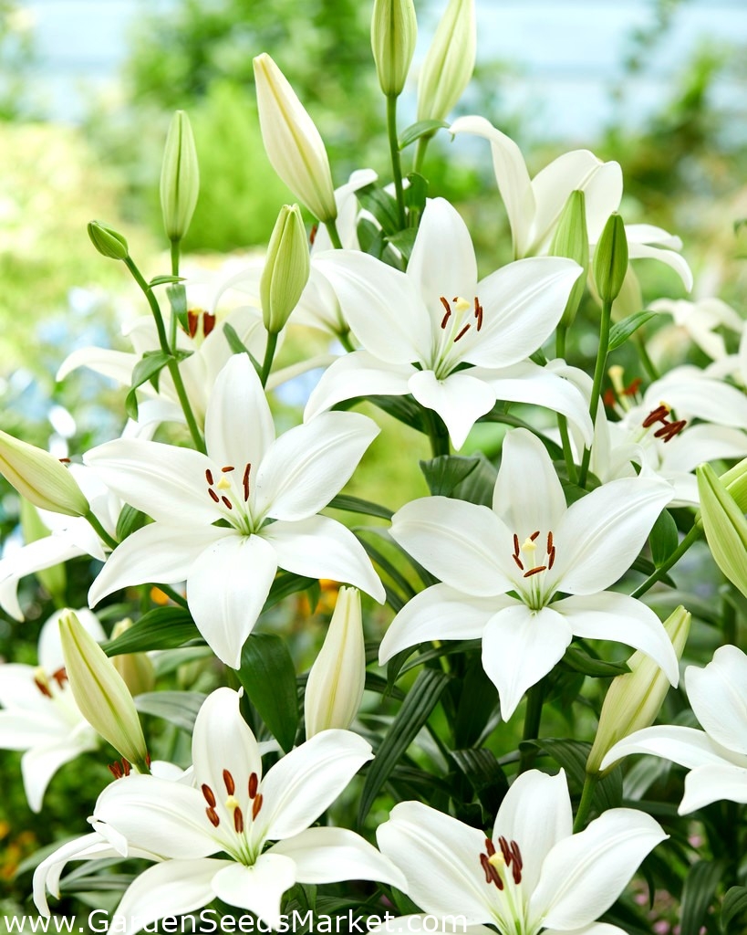 Lily Bright Diamond large pack! 10 pcs Garden Seeds Market