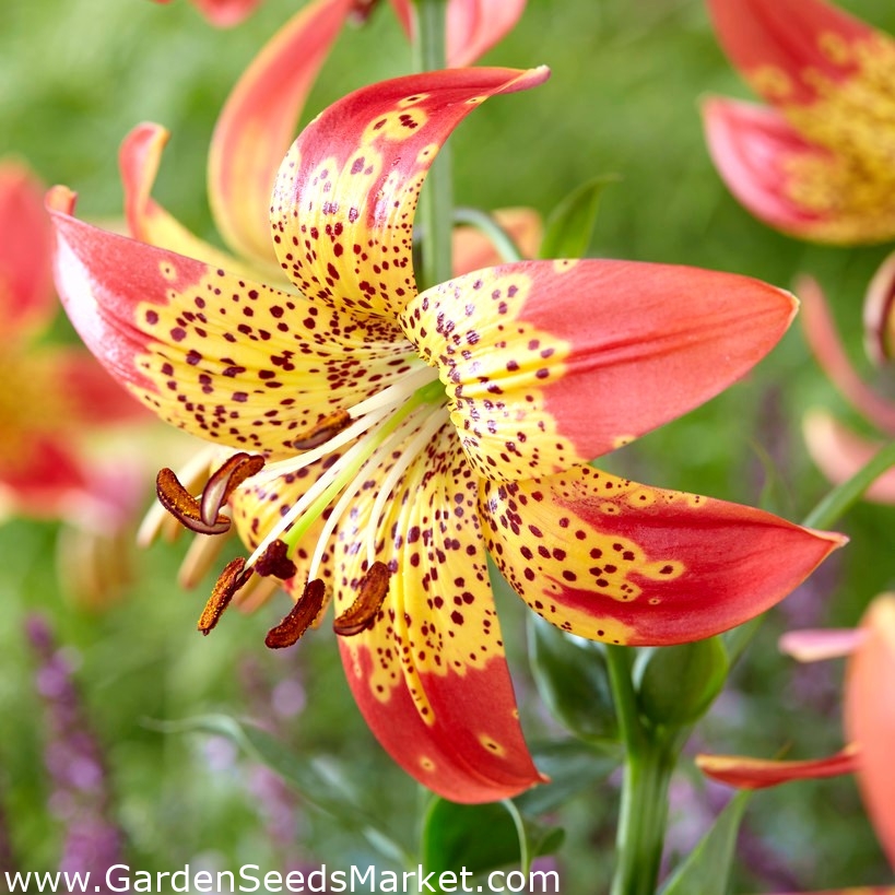 Lily - Fusion – Garden Seeds Market | Doprava zdarma