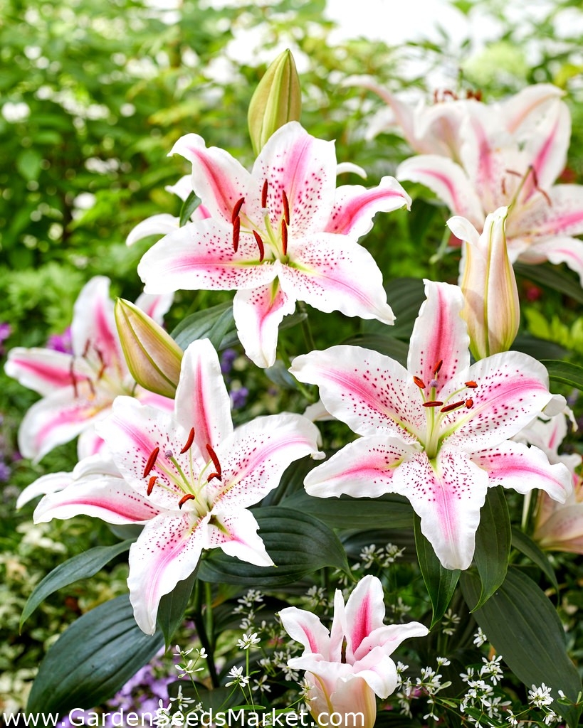Lovely Day oriental lily fragrant large pack! 10 pcs Garden Seeds Market Free shipping