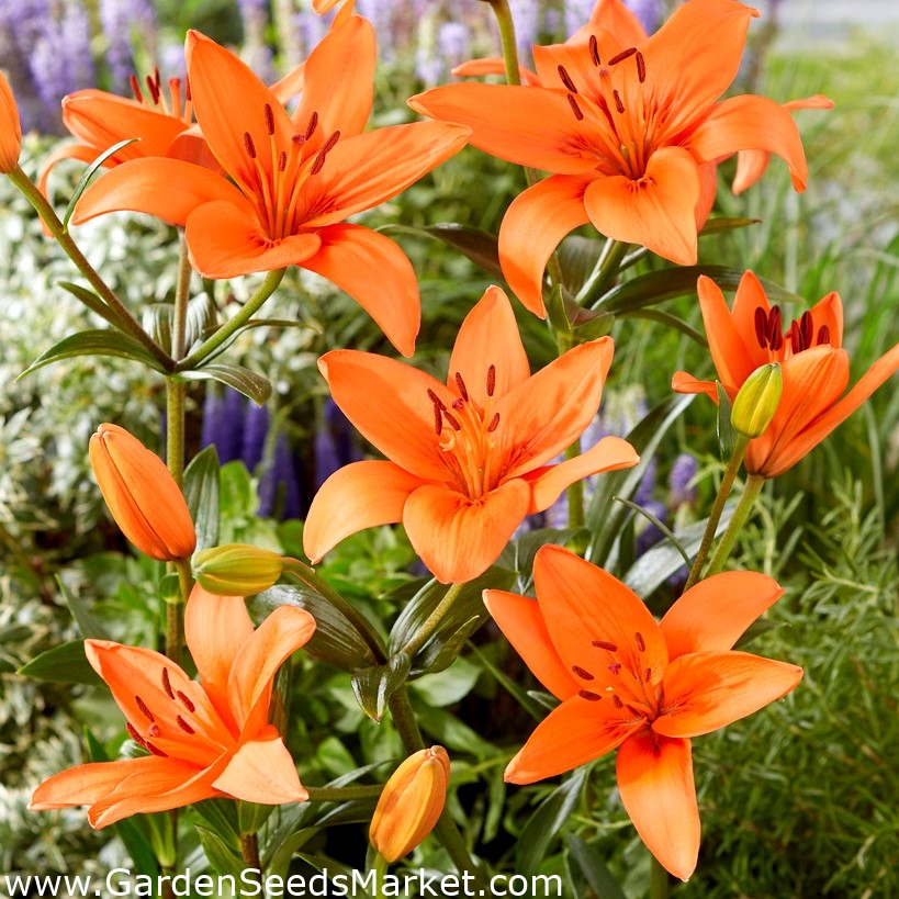 Lily - Orange Summer - stor pakke! - 10 stk - – Garden Seeds Market |  Gratis fragt