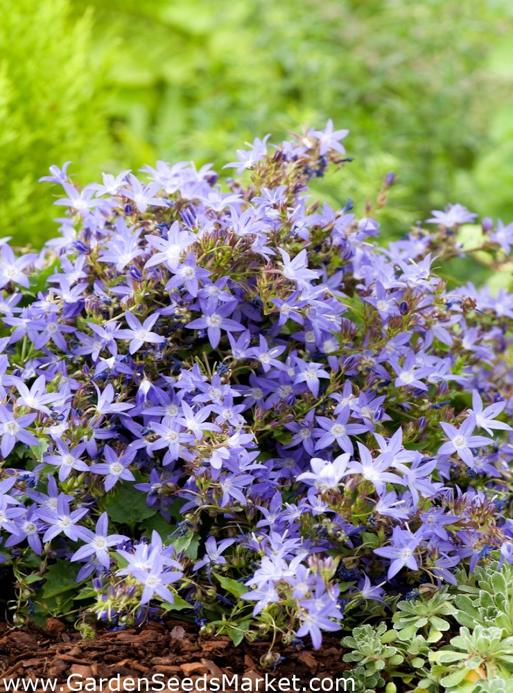 セルビアベルフラワー 青い滝の種 カンパニュラposcharskyana 480種子 Campanula Poscharskyana シーズ Garden Seeds Market 送料無料 セルビアベルフラワー 青い滝の種 カンパニュラposcharskyana 480種子 Campanula Poscharskyana シーズ Garden Seeds Market 送料無料