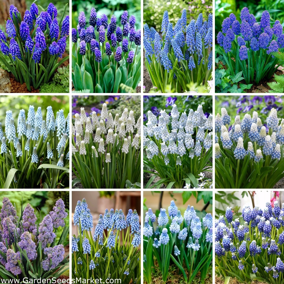 Extralarge set 120 grape hyacinth bulbs a selection of 12 most