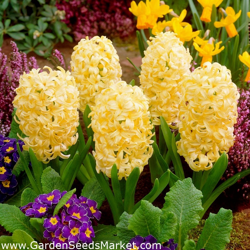 Jacinthe jaune - 9 pièces - – Garden Seeds Market | Livraison gratuite