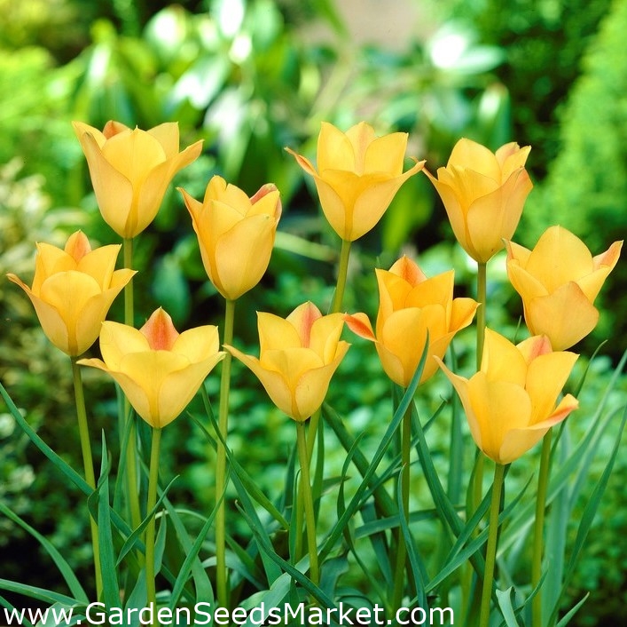 Tulipano con foglie di lino, ciondolo in bronzo tulipano Bokhara -  confezione grande! - 50 pezzi - – Garden Seeds Market | Spedizione gratuita