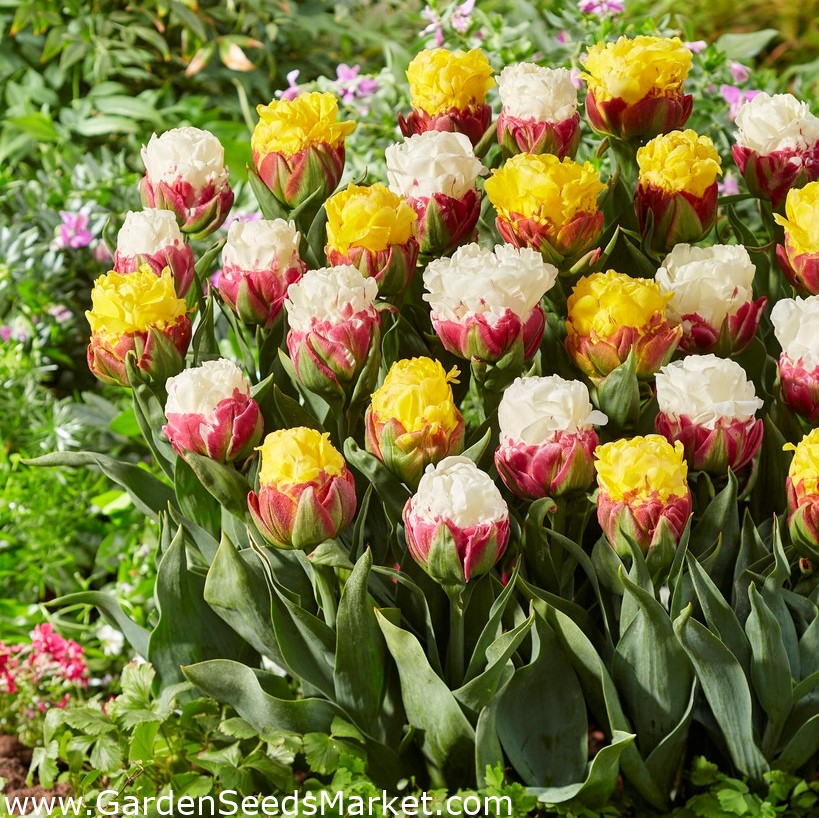 Честита пролет - 20 луковици на лалета - композиция от два сорта - – Garden  Seeds Market | Безплатна доставка