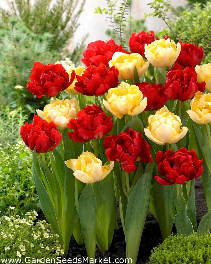 Cibule tulipánov sada 2 druhov Red Baby Doll a Montreux 50 ks Garden Seeds Market