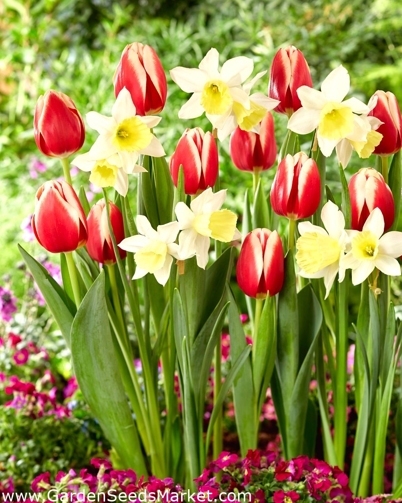 Tulip and daffodil set - Kelly and Ice Follies - 50 pcs – Garden Seeds ...