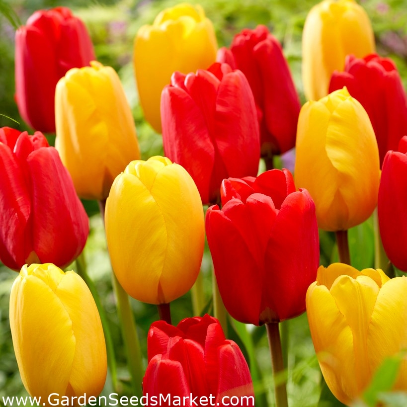 Bulbes de tulipes - lot de 2 variétés - sélection rouge et jaune - 50 pcs -  – Garden Seeds Market