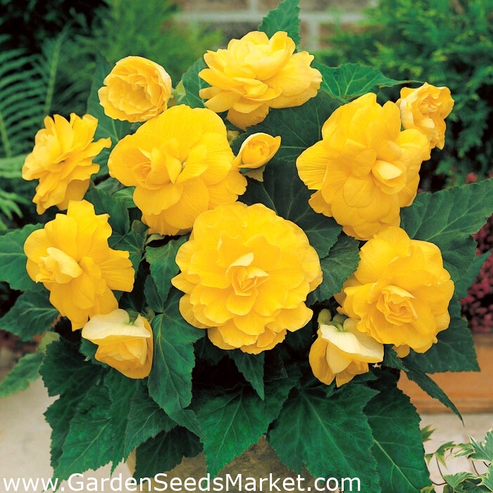 Double begonia yellow large package! 20 pcs Garden Seeds Market