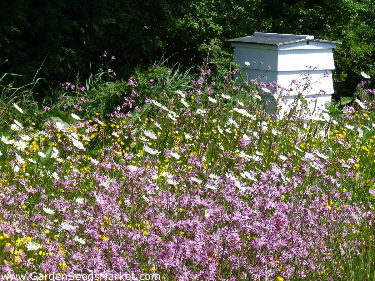 Piante mellifere selezione di piante per terreni più umidi 5 kg