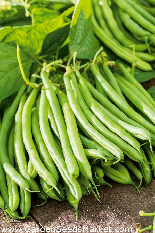 Helena dwarf green French bean Garden Seeds Market Free shipping