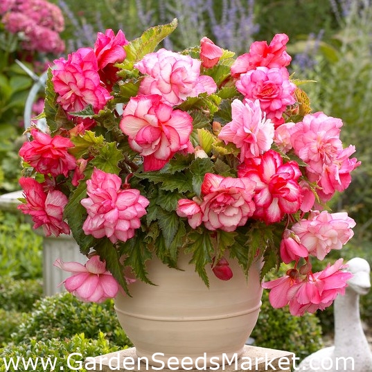 Розова балконска бегония - цветя в различни нюанси на розово - голяма  опаковка! - 20 бр - – Garden Seeds Market | Безплатна доставка