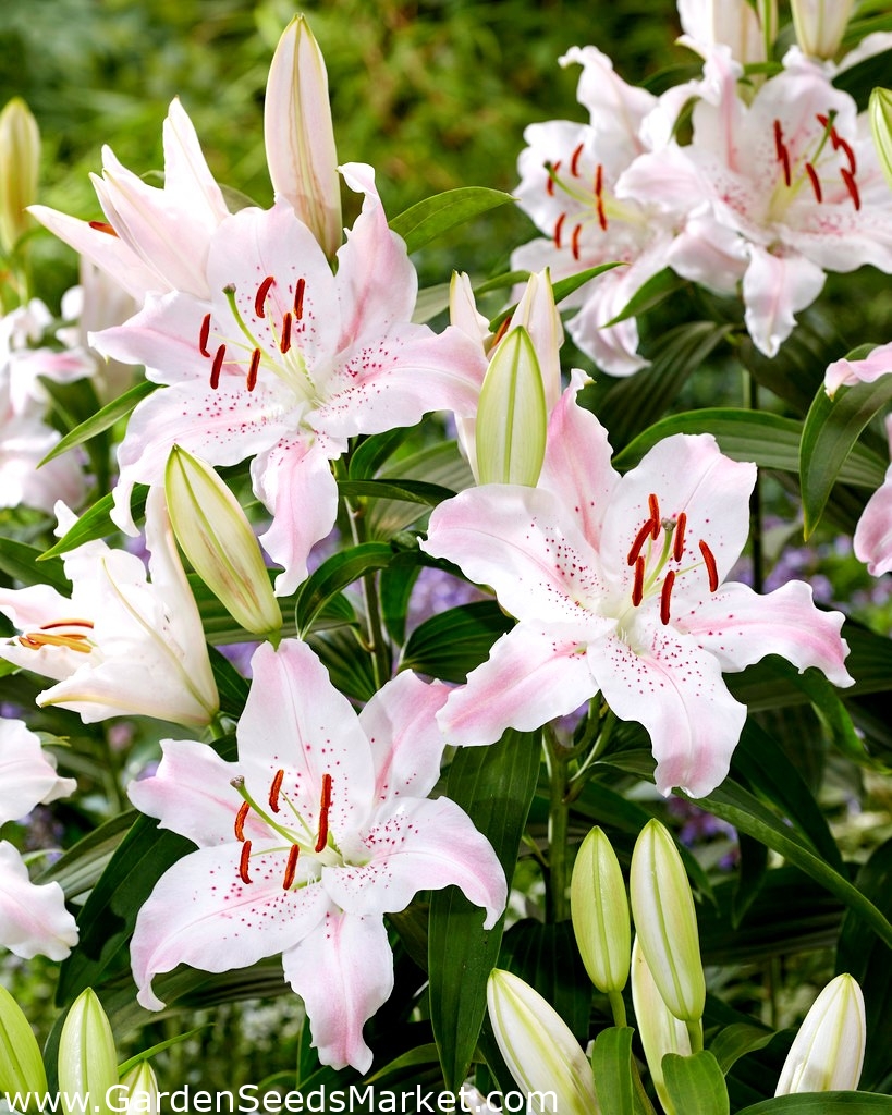 Virtuoso oriental lily - fragrant - large pack! - 10 pcs – Garden Seeds ...