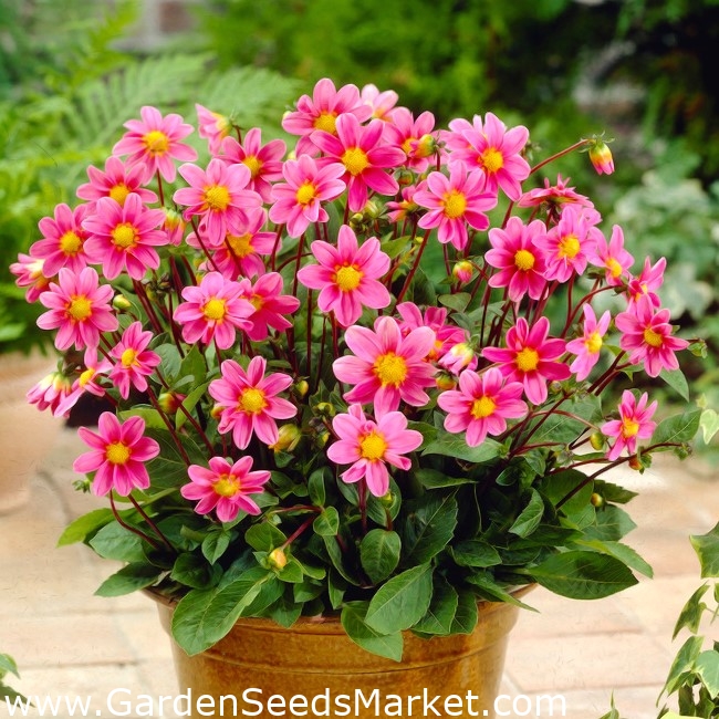 Dahlia - Topmix Pink - large pack! - 10 pcs – Garden Seeds Market | Free  shipping