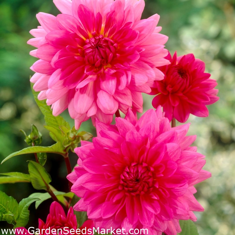Dália rosa - Dália rosa - embalagem grande! - 10 PCS - – Garden Seeds  Market | Frete grátis