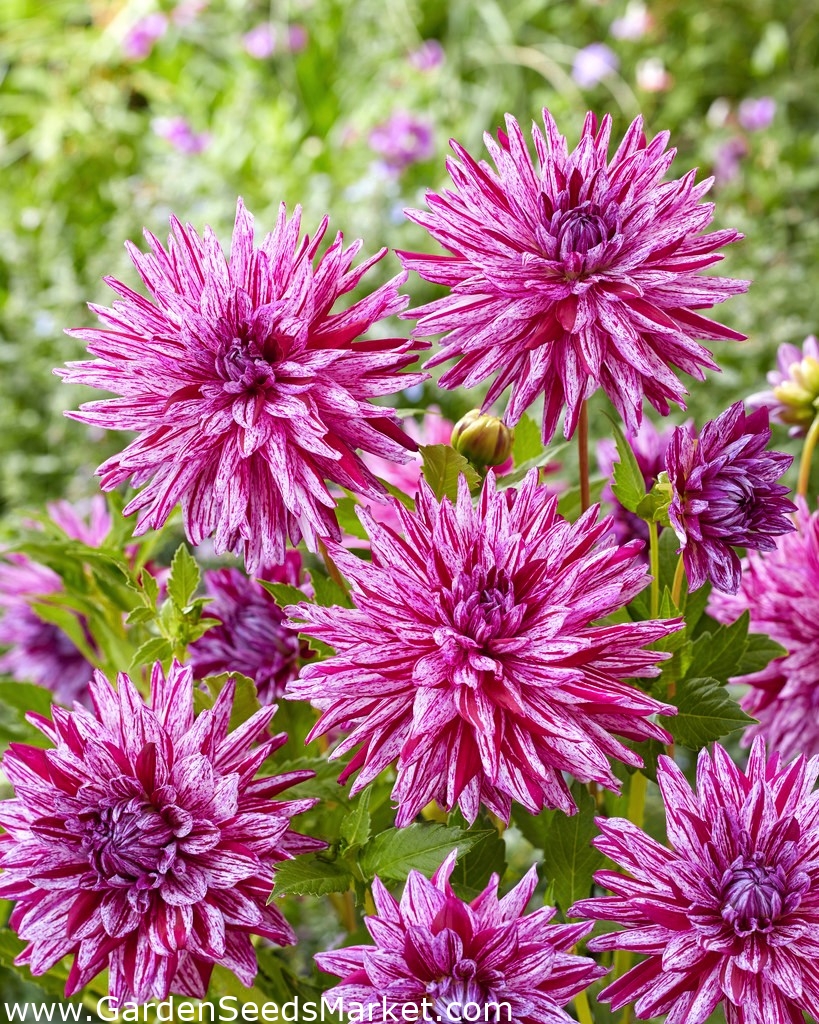 Dahlia - Blackberry Ripple - large pack! - 10 pcs – Garden Seeds Market