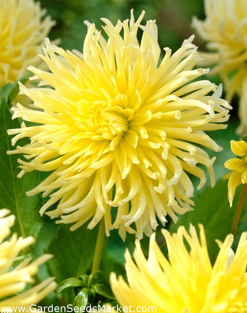 Далия - Жълта звезда - голяма опаковка! - 10 бр. – Garden Seeds Market ...