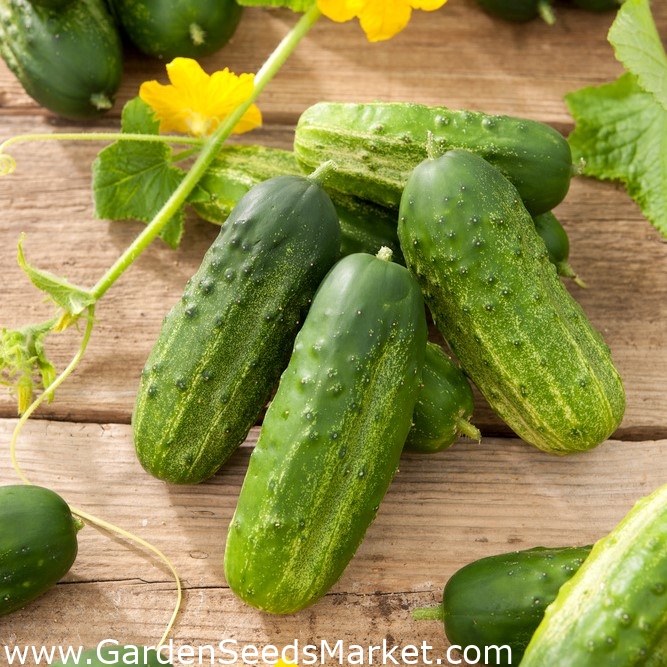 Liberty F1 gurķis - ļoti agrīna šķirne - – Garden Seeds Market ...