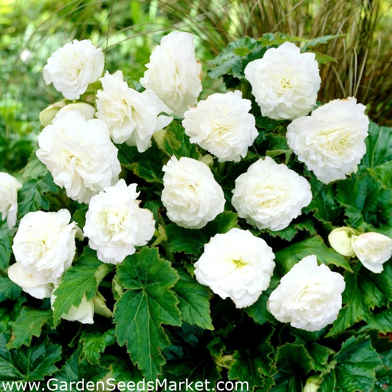 Begonia Non Stop - blanca - paquete grande! - 20 piezas - – Garden Seeds  Market | Envío gratis