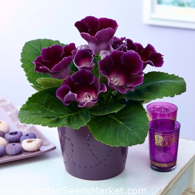 Violacea purple gloxinia (Sinningia speciosa) - paquete grande! - 10 piezas  - – Garden Seeds Market | Envío gratis