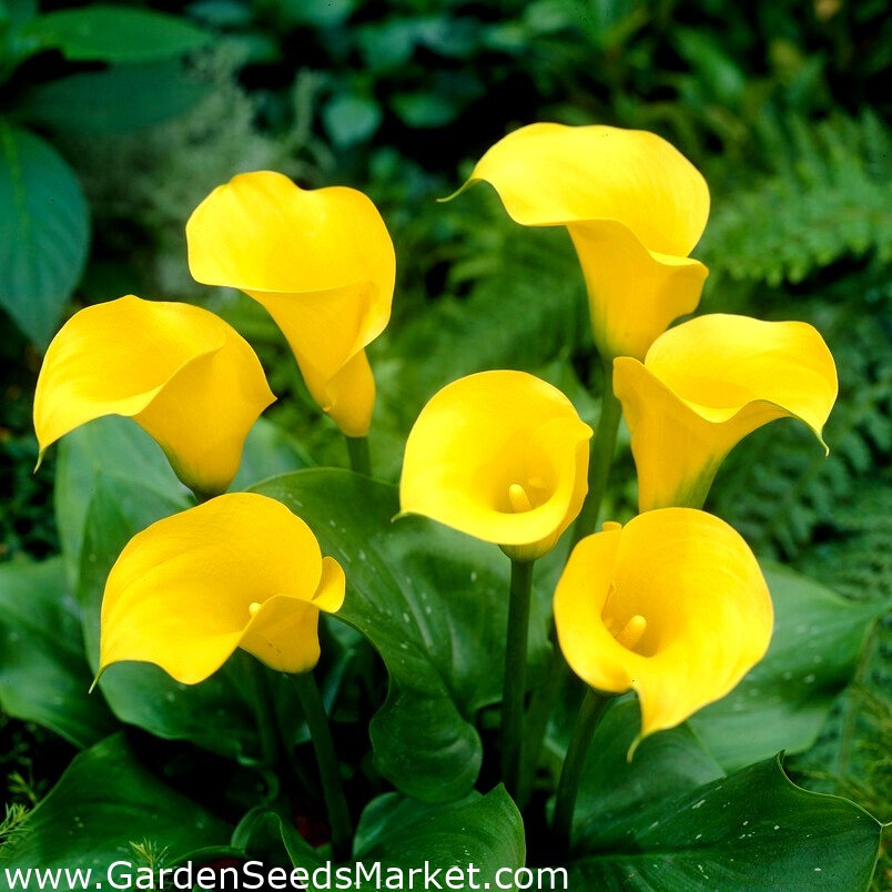 Florex Gold calla lilje - XXL pære; arumslilje, Zantedeschia - – Garden  Seeds Market | Gratis fragt