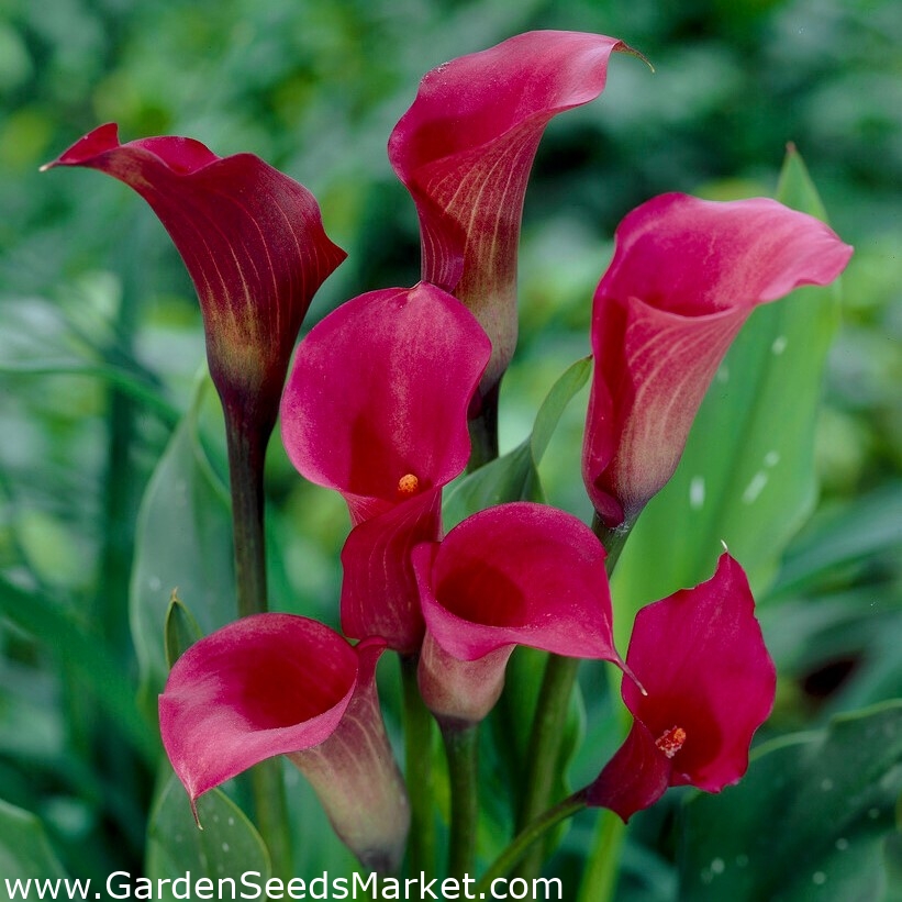 Azucena rosa oscuro - bulbo XXL; lirio de cala, Zantedeschia - – Garden  Seeds Market | Envío gratis