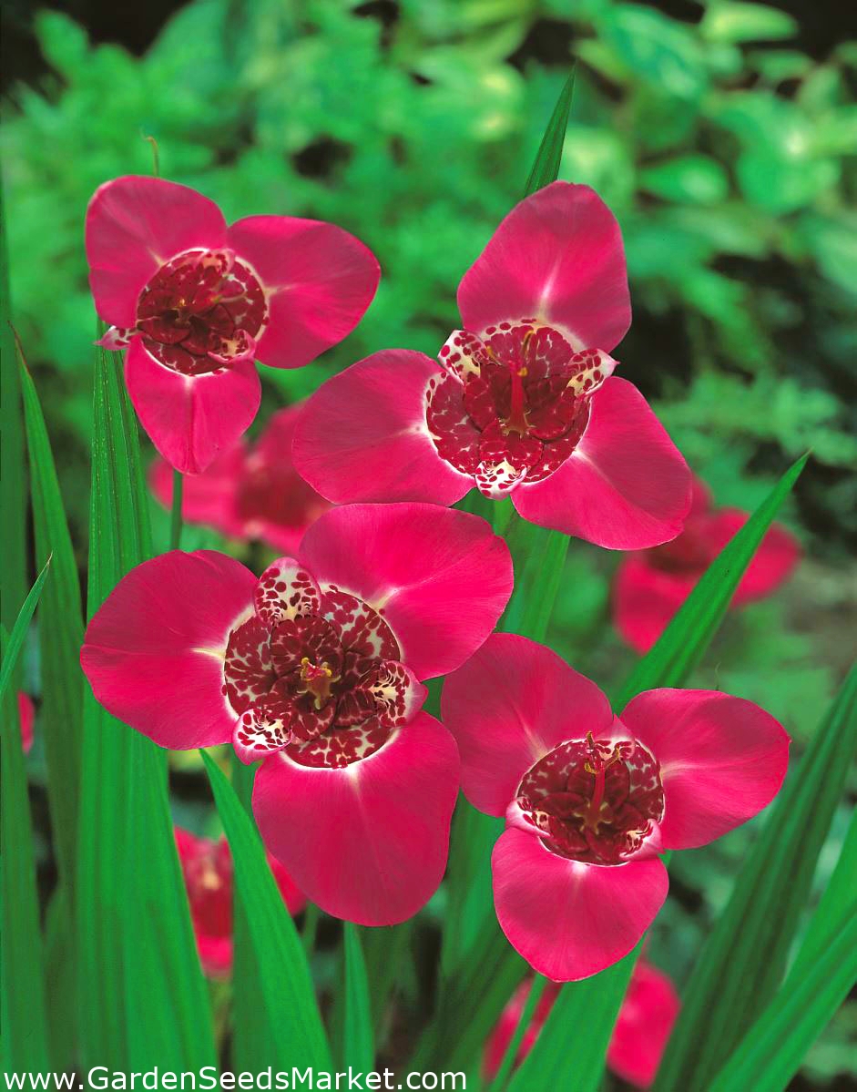 Rožnata pava roža - XL paket! - 500 kosov; tigrast cvet, školjka cvet - –  Garden Seeds Market | Brezplačna dostava