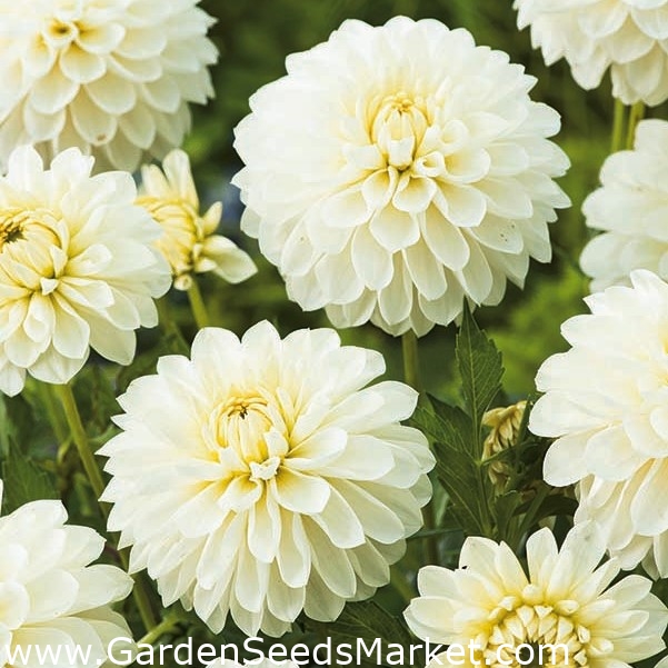 Bijela dalija - Dalija bijela - XL pakiranje! - 50 kom - – Garden Seeds  Market | Besplatna dostava