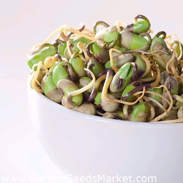BIO Klíčiace semená s malým klíčením - sójové bôby - certifikované  ekologické semená - – Garden Seeds Market | Doprava zdarma