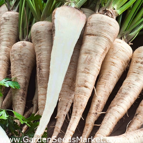 Kořenová petržel Kaska - středně raná odrůda - 100 gramů - – Garden Seeds  Market | Doprava zdarma