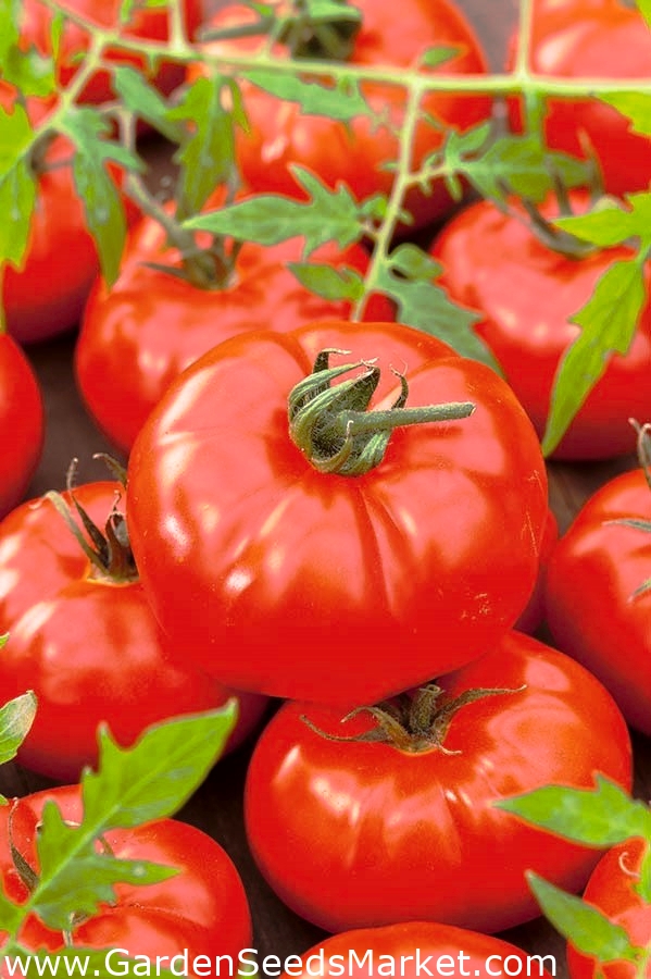 Pomodoro Tondo Insalataro Italiano Semi - Semi Strani Martini