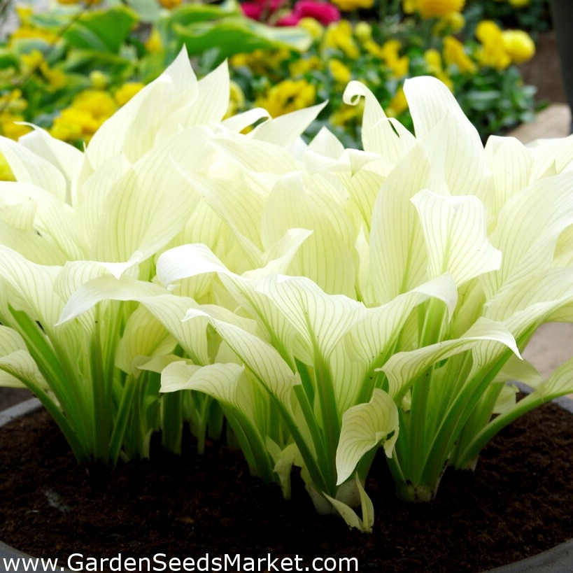White Feather hosta, trpotova lilija - XL paket! - 50 kos - – Garden Seeds  Market | Brezplačna dostava