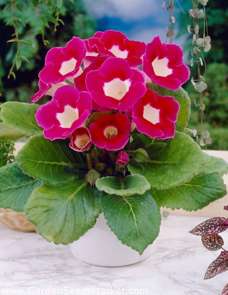 Blanche De Meru pink-and-white gloxinia (Sinningia speciosa) - large  package! - 10 pcs – Garden Seeds Market | Free shipping