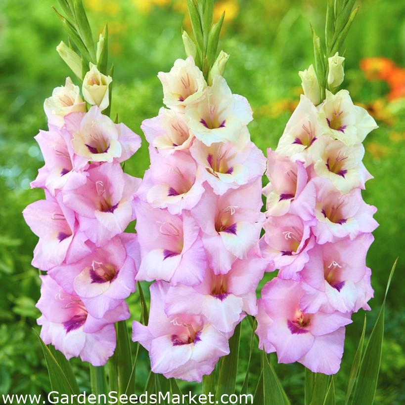 Venezia Gladiolus großes Paket! 50 Stück Garden Seeds Market