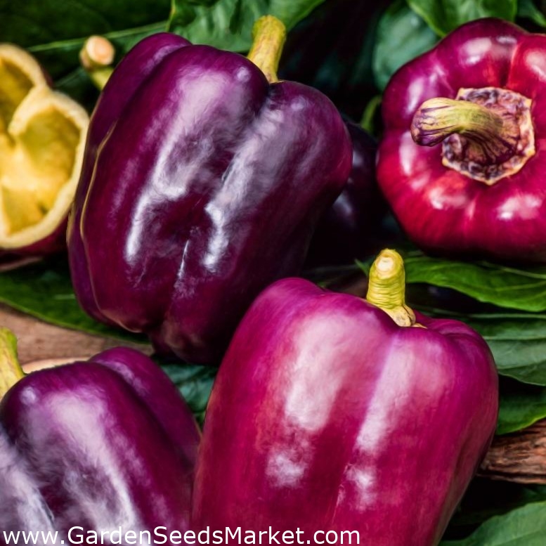 Loran-Paprika - eine violette Sorte für den Anbau im Gewächshaus und im  Freiland - – Garden Seeds Market | Kostenloser Versand