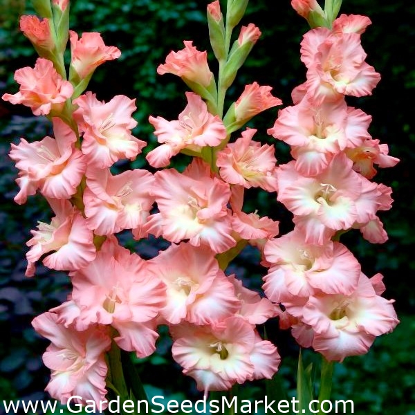 Gladiolo di Monte Gordo - pacchetto grande! - 50 pezzi - – Garden Seeds  Market | Spedizione gratuita
